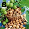 نهال گردو؛ خرید نهال گردو، نهال بادام، نهال انگور