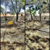 کاشت درخت و نهال-اموات-درختچه یادگاری-نامیرا