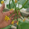 بذر خیار گلخانه ای بالستیک -شرکت کلوز فرانسه