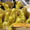 ???????????? *جوجه اُردک گوشتی*????????????