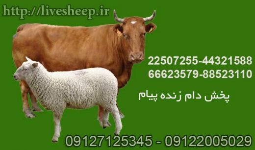 دام زنده ارزان