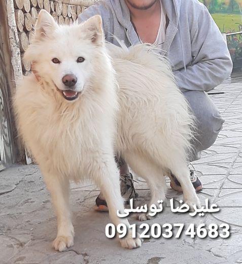 پانسیون سامویید