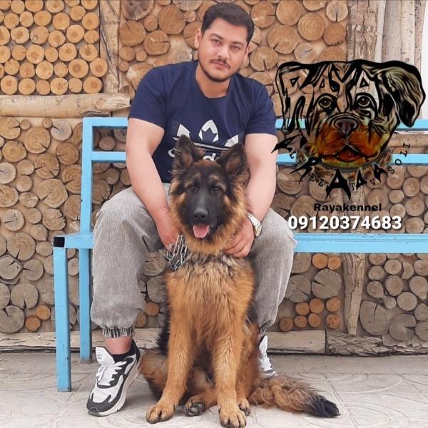 ژرمن شپرد شولاین