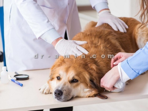 تشخیص و درمان بیماری حیوانات خانگی