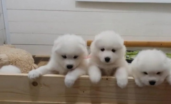 توله سامویید با تراکم موی عالی