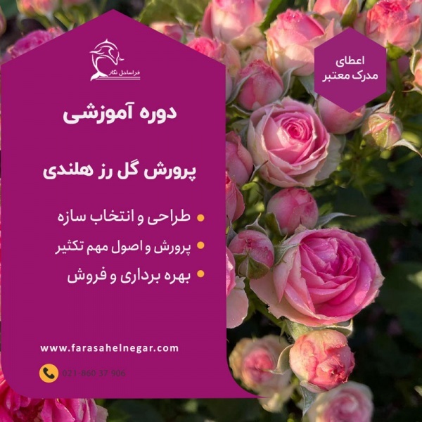 دوره آموزشی اصول کشت و پرورش گل رز هلندی در گلخانه