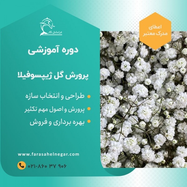 دوره آموزشی تولید گل شاخه بریده ژیپسوفیلا