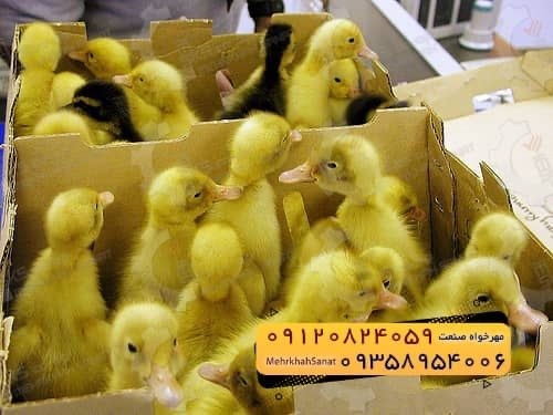 ???????????? *جوجه اُردک گوشتی*????????????